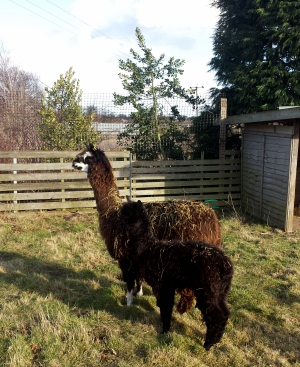 Nameless Alpacas Arrive at New Garden Centre Fun Zone!!!!!!